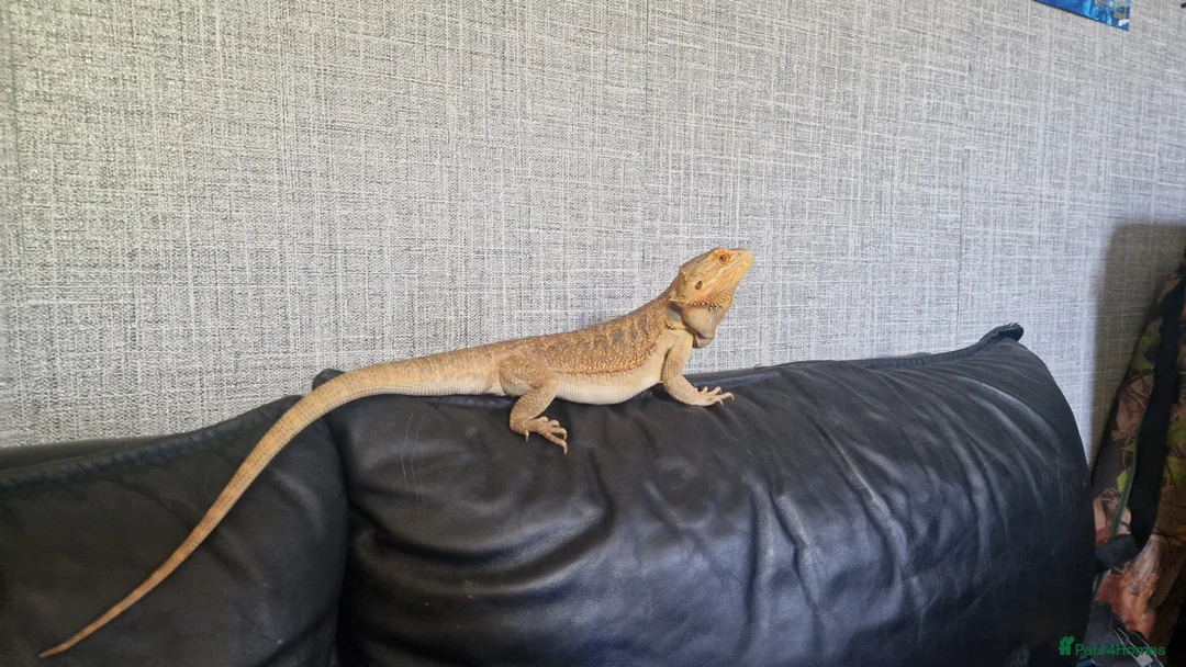 Bearded Dragon reptiles for sale: Bearded dragon - Advert 3