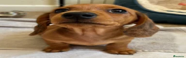 Miniature Dachshund 1