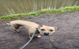 American Bull Staffy dogs for sale: Staffy cross American bulldog puppies  - Image 1