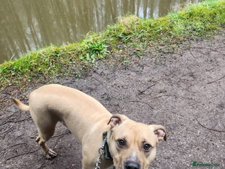 American Bull Staffy dogs for sale - Advert 1