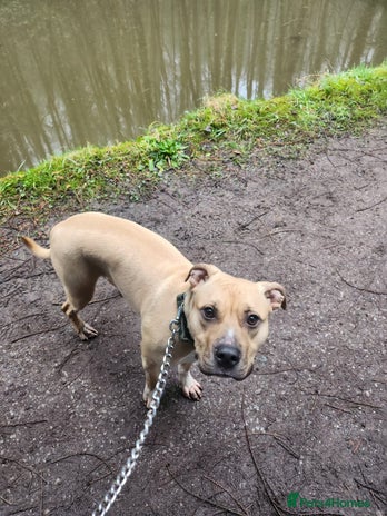 American Bull Staffy dogs - Advert 1