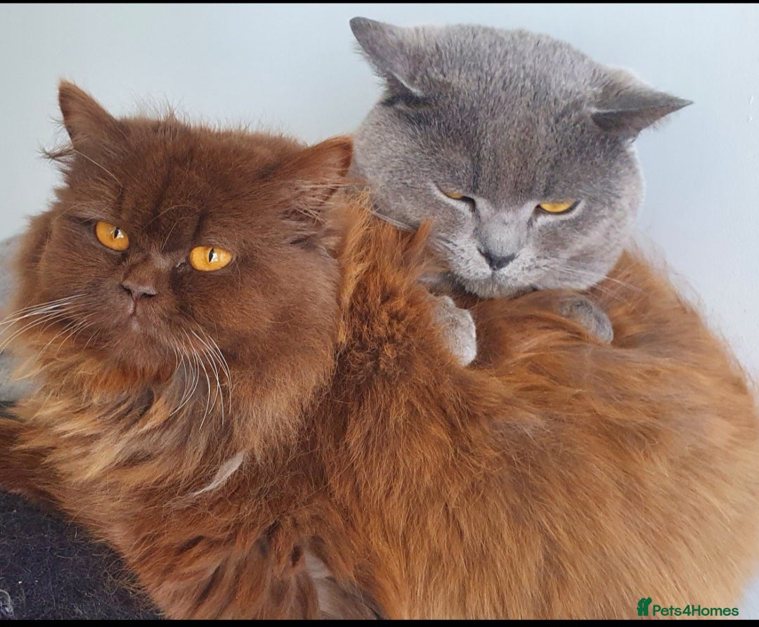 British Shorthair cats for sale: British blue shorthair female kitten - Image 9