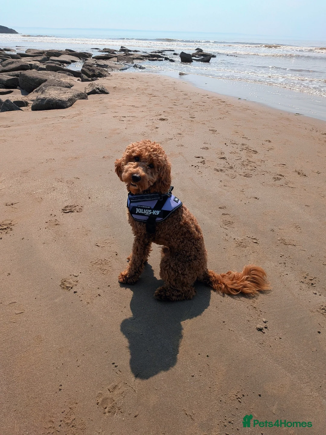 Cockapoo dogs for sale: Beautiful 9 month old boy looking for forever home in Tonypandy - Advert 3