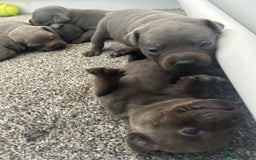 Staffordshire Bull Terrier dogs for sale: KC reg blue staffordshire bull terrier - Image 5