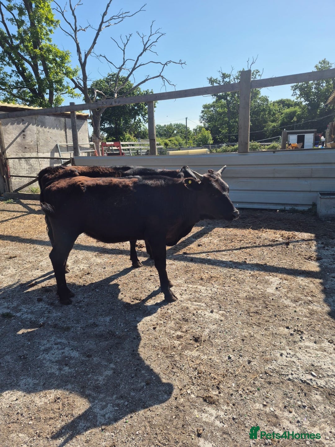 Cows & Bulls livestock for sale: 2 Wagyu Breeding, Store Heifers - Image 4