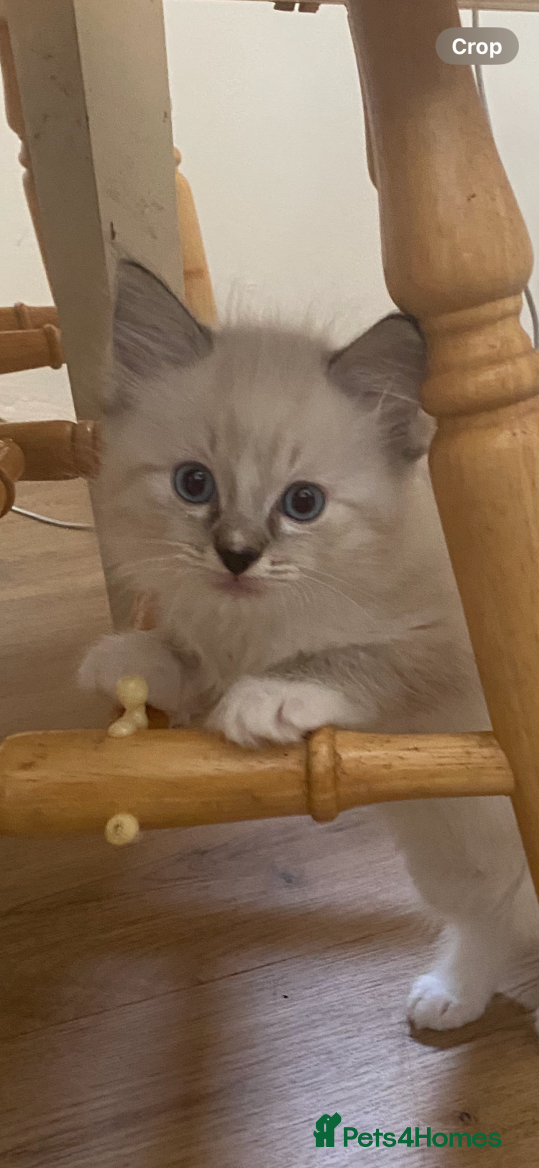 Ragdoll cats for sale: Stunning ragdoll kittens - Image 5