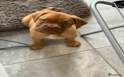 Dogue De Bordeaux dogs for sale: available now female dogue de bordeaux puppy - Image 5
