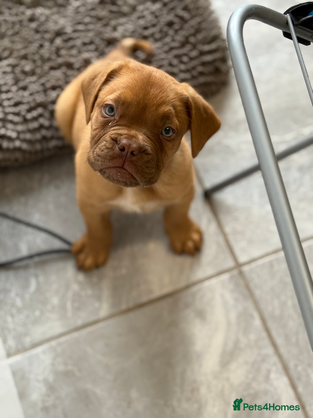 Dogue De Bordeaux dogs for sale: available now female dogue de bordeaux puppy - Image 5
