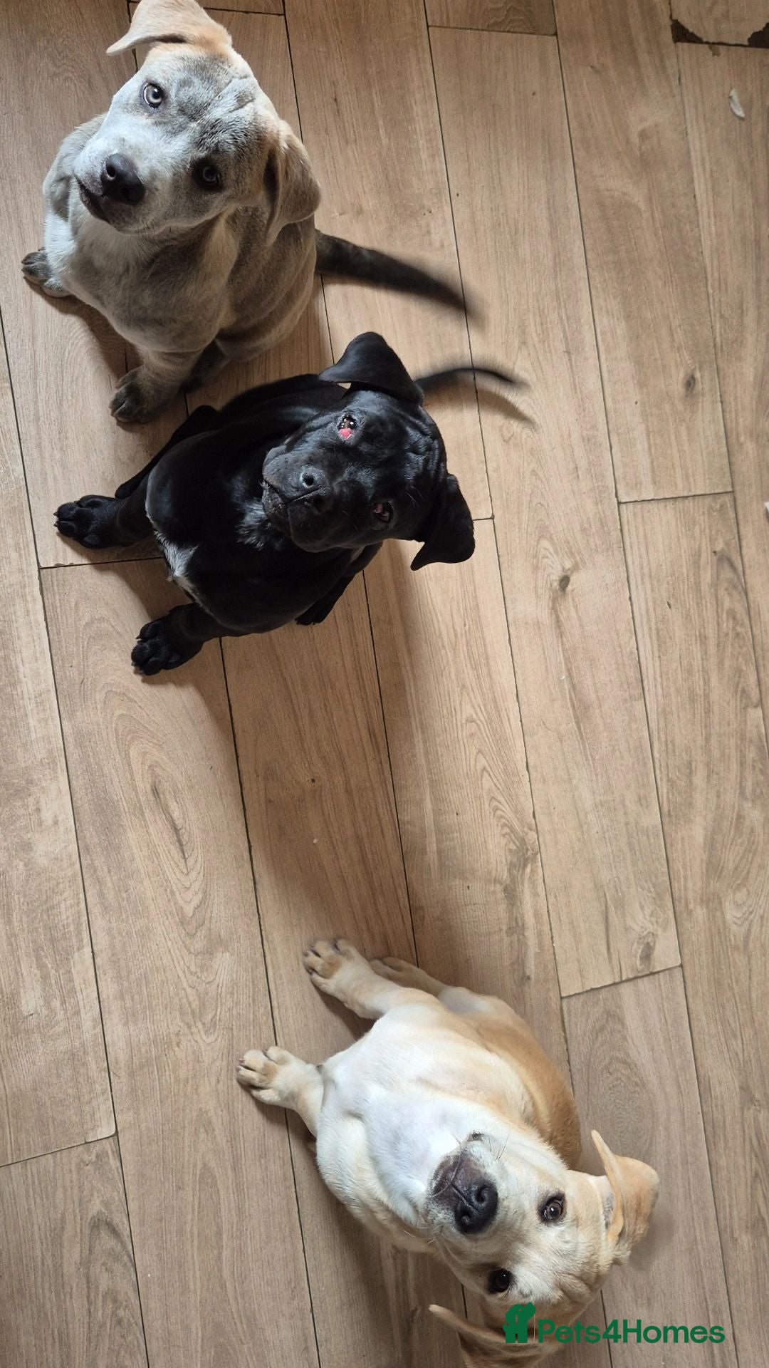 Mixed Breed dogs 3 Cane Corso x Husky puppies back up for sale - Advert 2