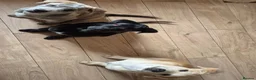 Mixed Breed dogs for sale: 3 Cane Corso x Husky puppies back up for sale - Advert 2