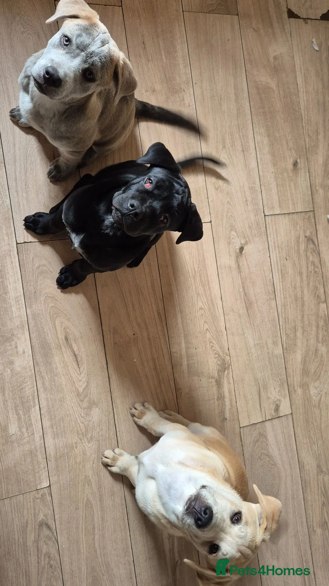 Mixed Breed dogs for sale: 3 Cane Corso x Husky puppies back up for sale - Advert 2