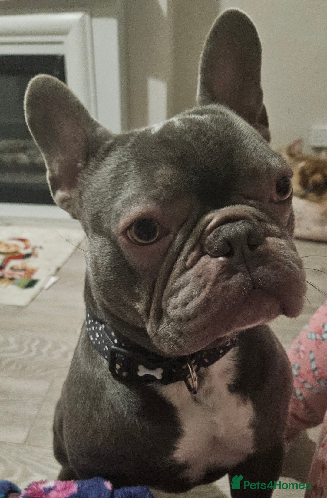 French Bulldog dogs for stud: Prince naseem,STUD kennel club,now available  - Advert 4