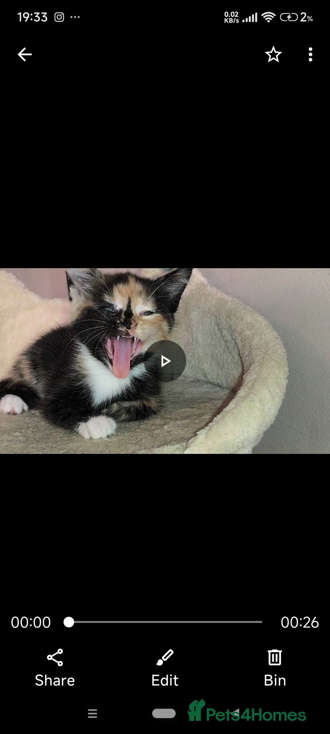Mixed Breed cats for sale: 4 beautiful kittens - Image 2