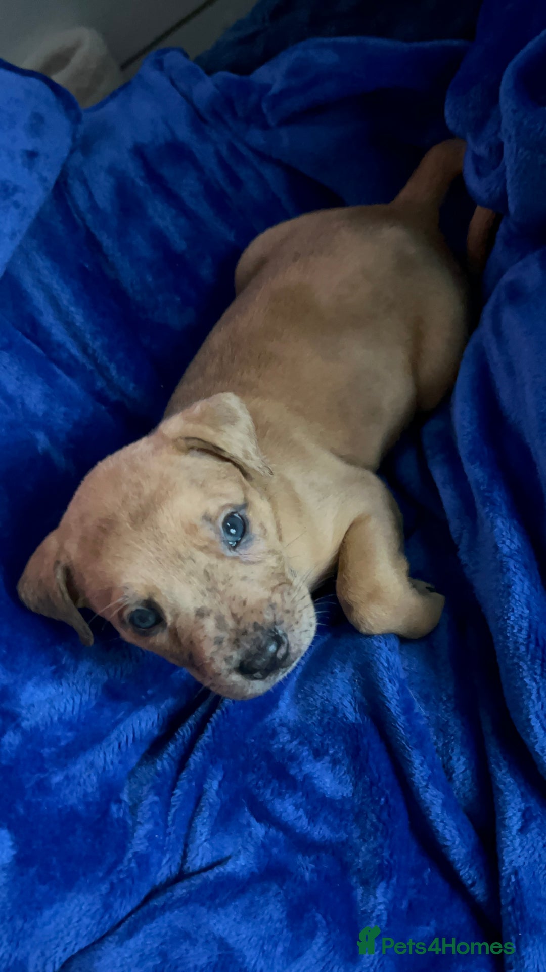 Mixed Breed dogs for sale: Mix breed Staff  - Advert 26