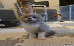 British Shorthair cats for sale: GCCF Registered British Shorthair Kittens - Image 7