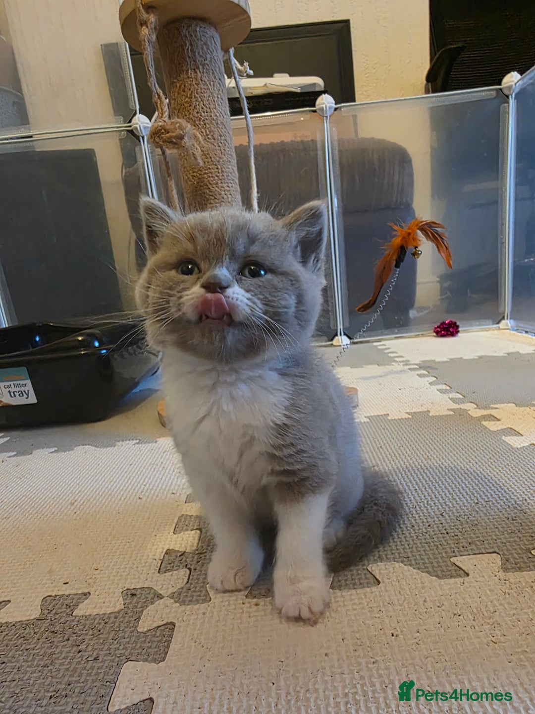 British Shorthair cats for sale: GCCF Registered British Shorthair Kittens - Image 7