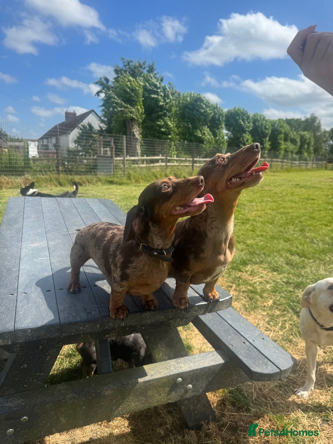 Miniature Dachshund dogs for sale: Gorgeous Miniature Dachshund boys - Advert 7