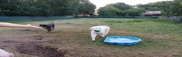 Mixed Breed dogs for sale: Meet SHEAMUS - a sensitive boy for a Loving Home🐾 in Wisbech - Advert 34