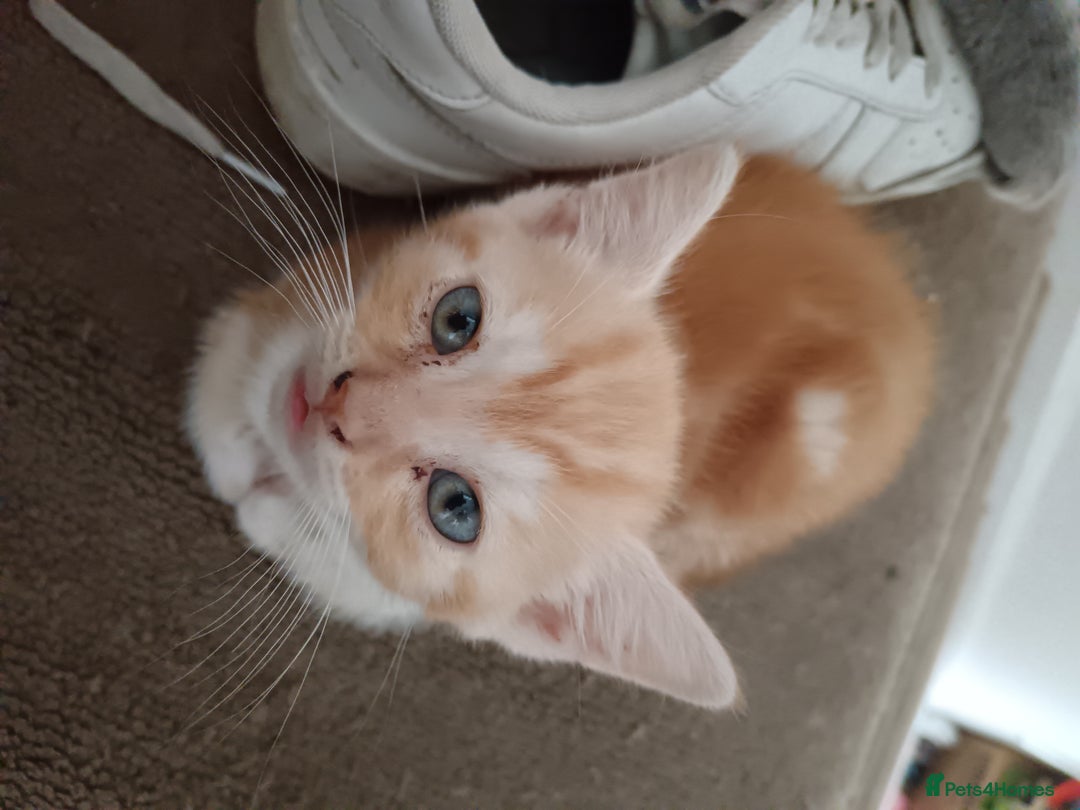 Domestic Shorthair cats for sale: 3 beautiful kittens - Image 8
