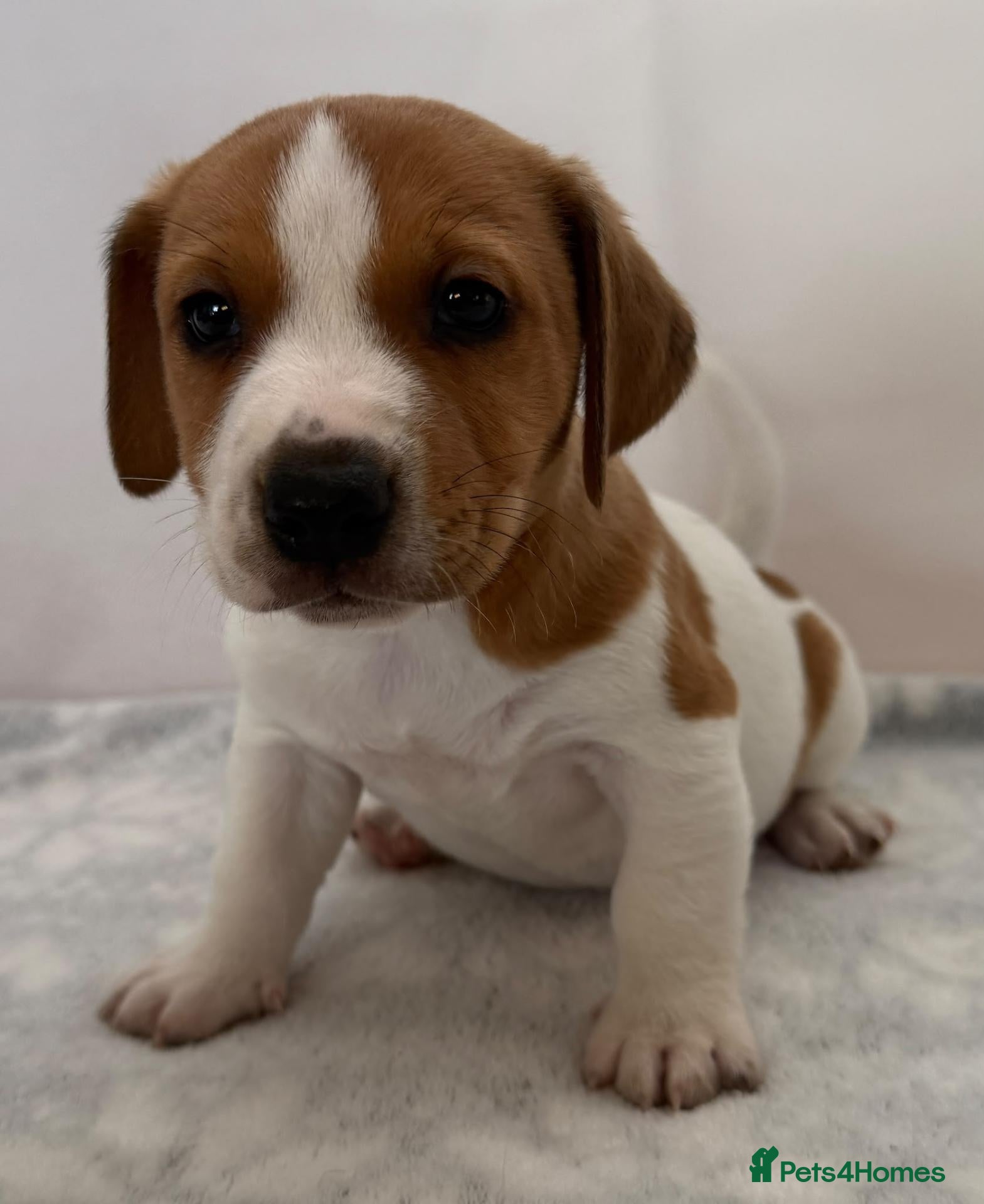 Jack Russell dogs for sale: Bred From Health Tested Parents - Advert 1