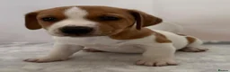 Jack Russell dogs for sale: Bred From Health Tested Parents - Advert 19
