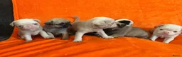 Pug dogs for sale: Unique pug puppies in Swanley - Advert 7