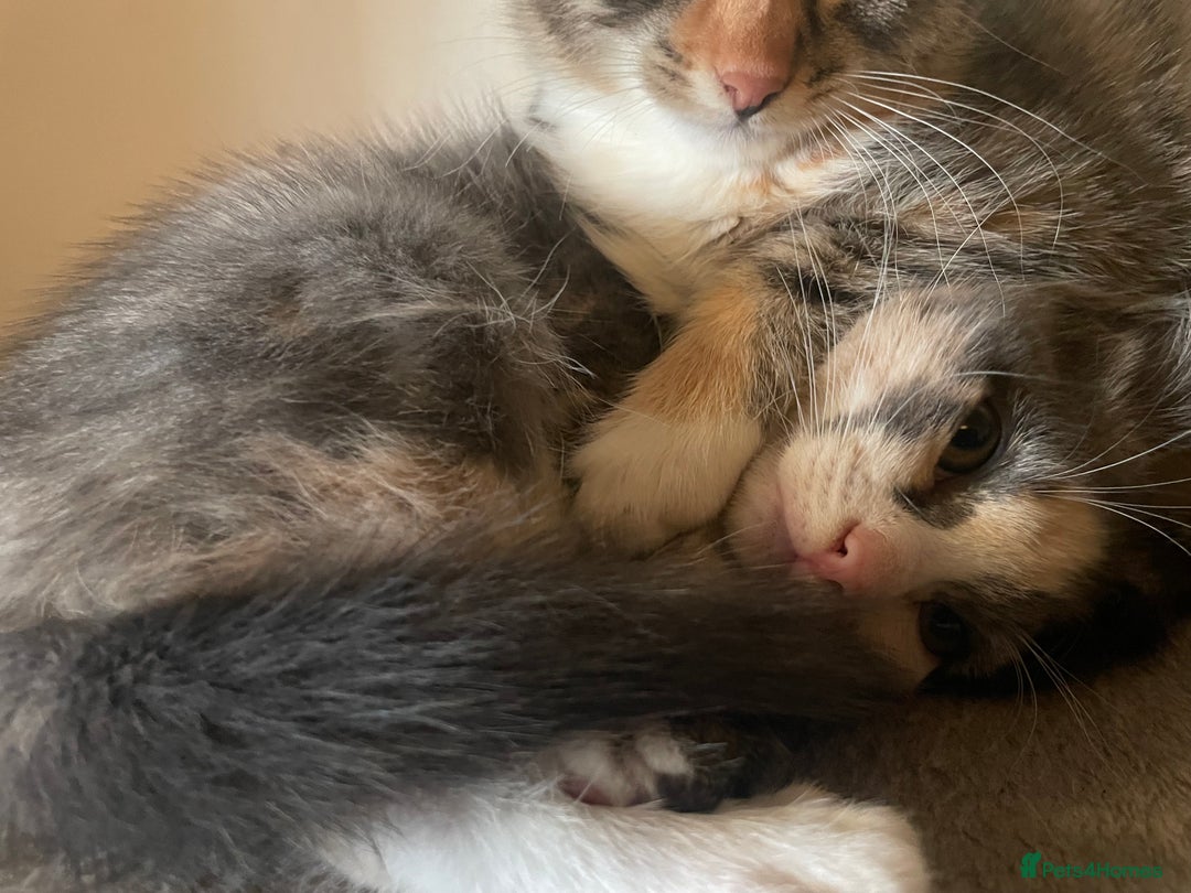 Domestic Shorthair cats for sale: 5 beautiful kittens  - Image 16