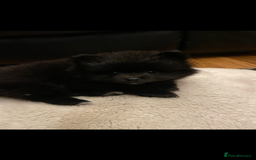 Pomeranian dogs for sale: Two Beautiful Pomeranian Boys for sale - Image 4