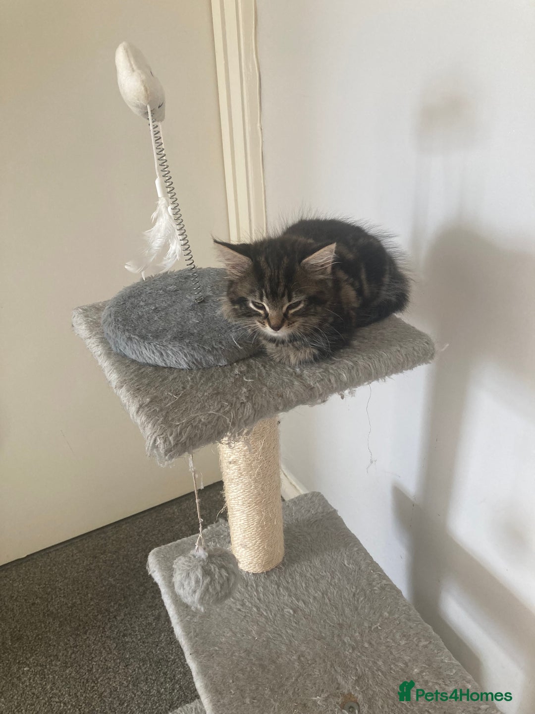 Mixed Breed cats for sale: 2 x 11 week old Female Kittens must go together!  - Image 9