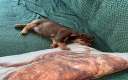 Australian Kelpie dogs for sale: Australian Kelpie Puppies WKC Registered - Image 29