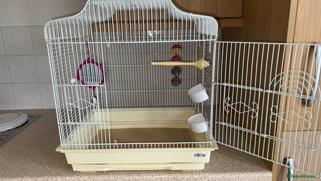 Budgerigars birds for sale: 🦜TWO BABY BUDGIES FOR SALE🦜 in Waterlooville - Advert 2