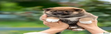 Japanese Shiba Inu Puppy 4