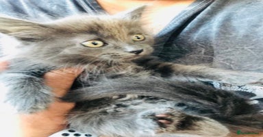 Mixed Breed cats - Advert 1