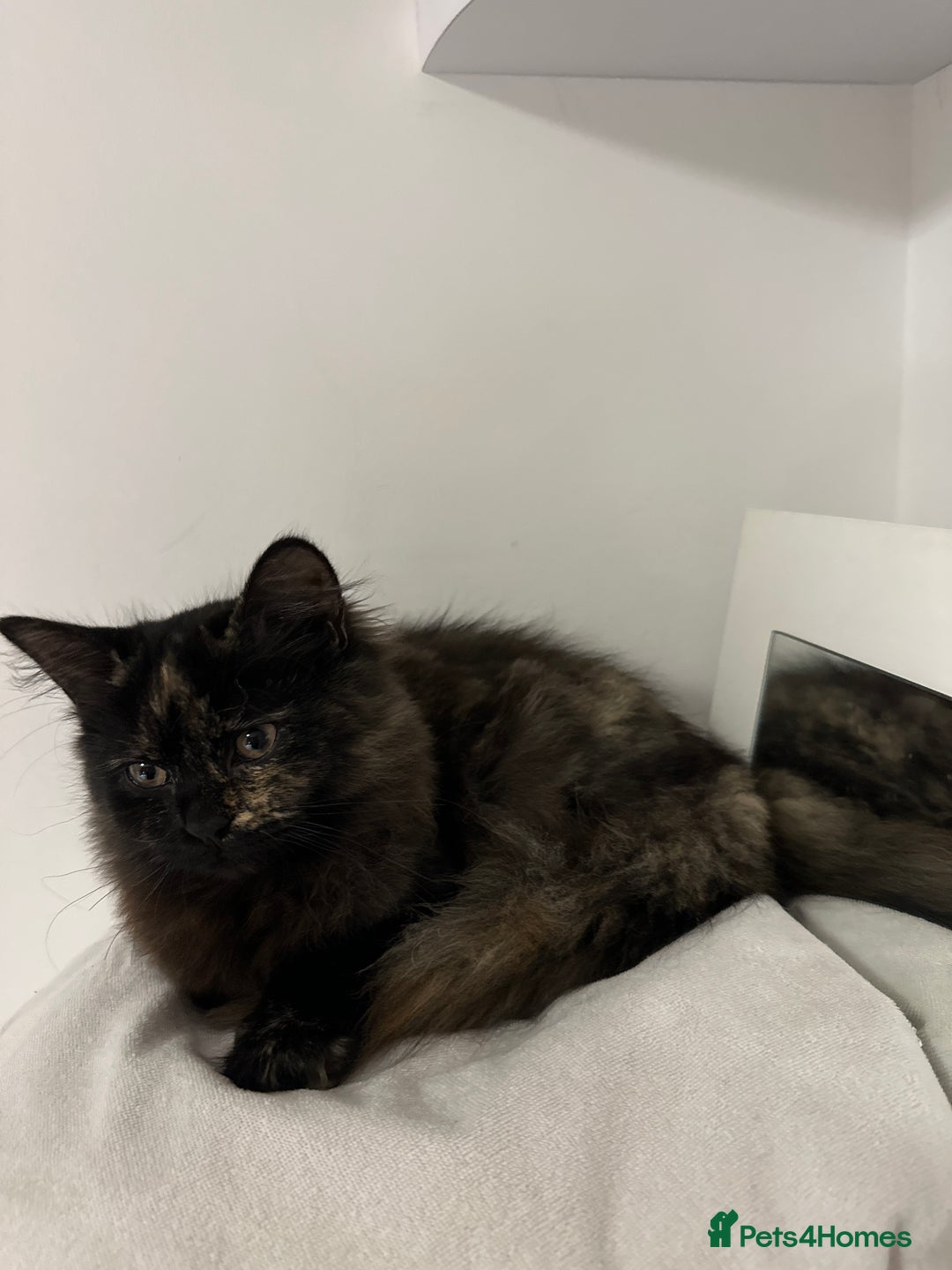 Mixed Breed cats for sale: British Short Hair Cross-Sphinx  - Advert 16