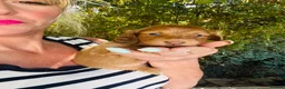 Miniature Dachshund dogs for sale: Chocolate, Cream &  Brindle - 5 star Breeder  - Advert 9