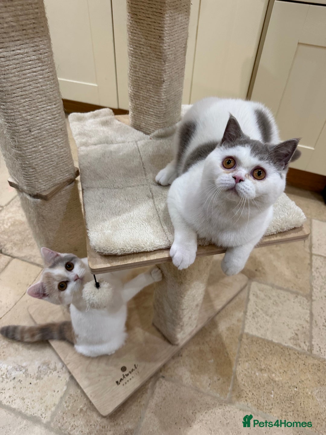 British Shorthair cats for sale: READY NOW - Lilac, BiColours & Colourpoint  - Image 24