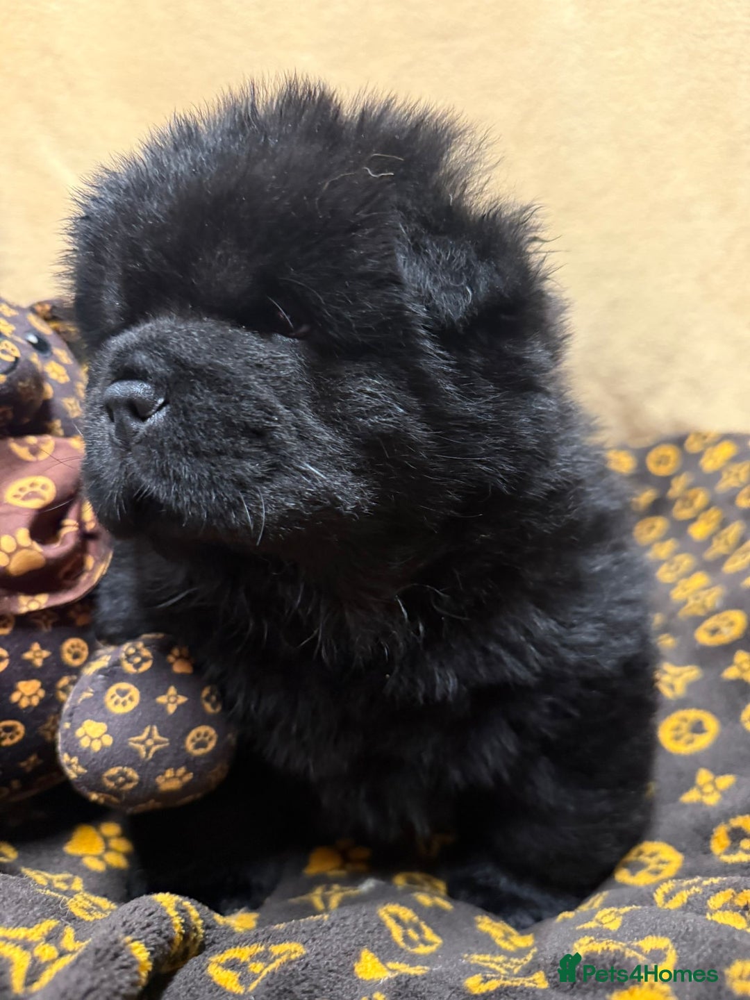 Chow Chow dogs for sale: 🏆 ** Just one Teddy Bear remaining  ** 🏆 - Advert 10