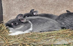 Netherland Dwarf rabbits for sale: Smoke Pearl Netherland Dwarfs all bucks  - Image 12