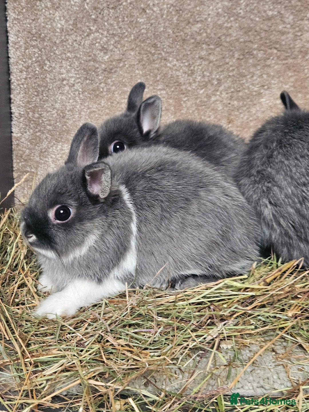 Netherland Dwarf rabbits for sale: Smoke Pearl Netherland Dwarfs all bucks  - Image 12
