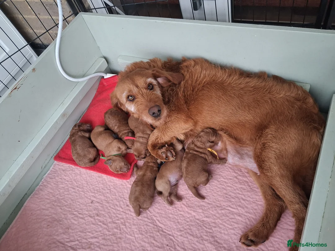 Labradoodle dogs for sale: READY to leave F1B mini labradoodle - Advert 6