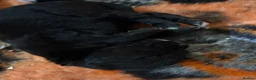 Bernedoodle dogs for sale: Stunning standard Bernedoodles  in Alfreton - Advert 3