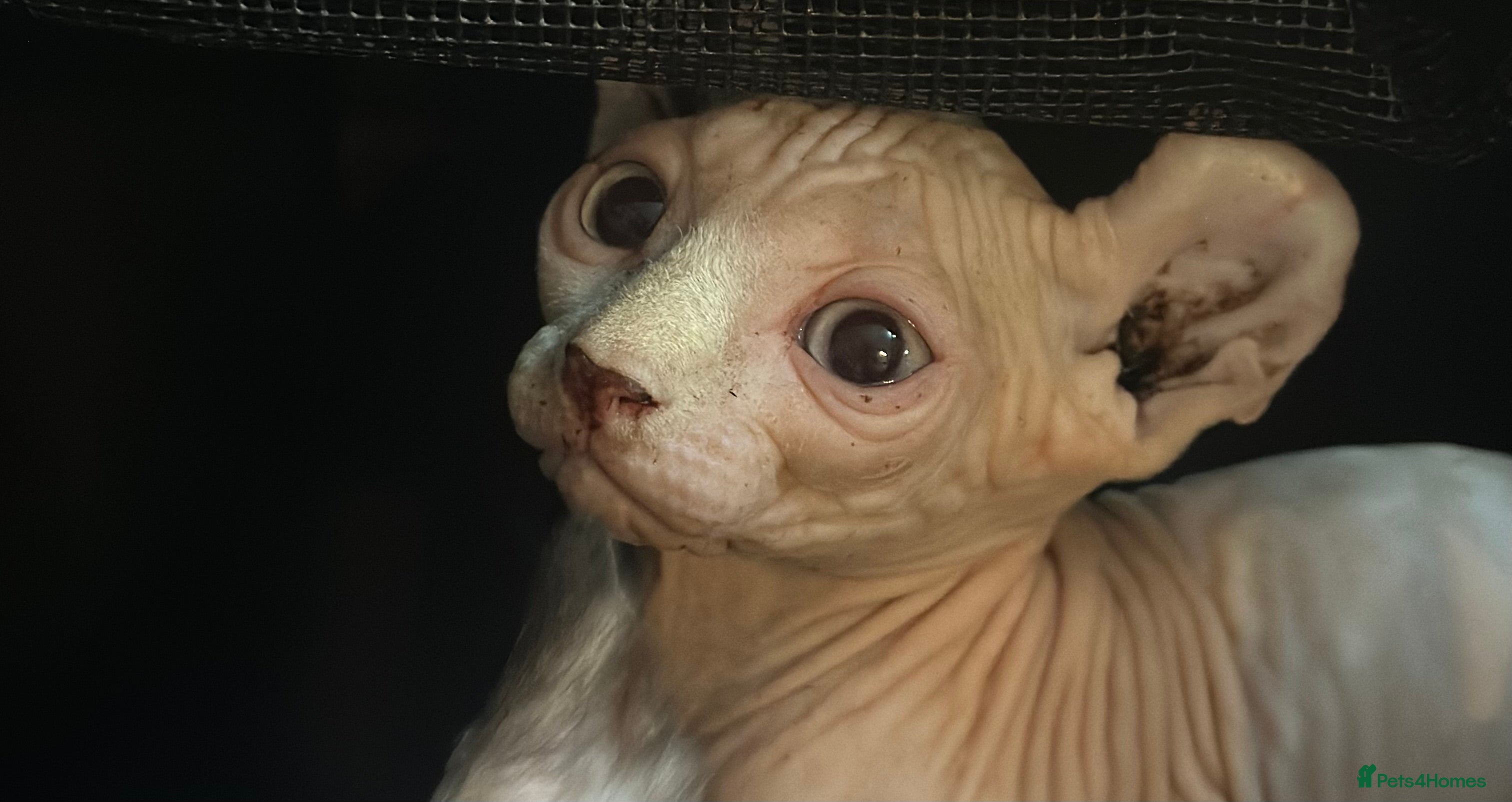 Sphynx cats ready to go now!! loving sphynx kittens  - Advert 1