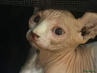 Sphynx cats ready to go now!! loving sphynx kittens - Advert 1