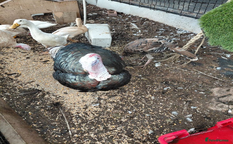 Turkeys poultry - Advert 1