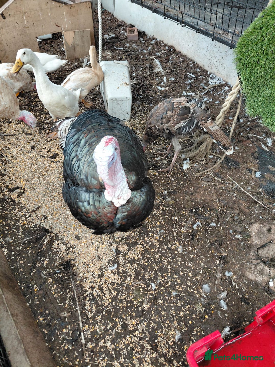 Turkeys poultry for sale: Mixed turkeys - Image 1