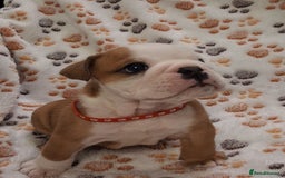 English Bulldog dogs for sale: Red and white british bulldog puppies - Image 2