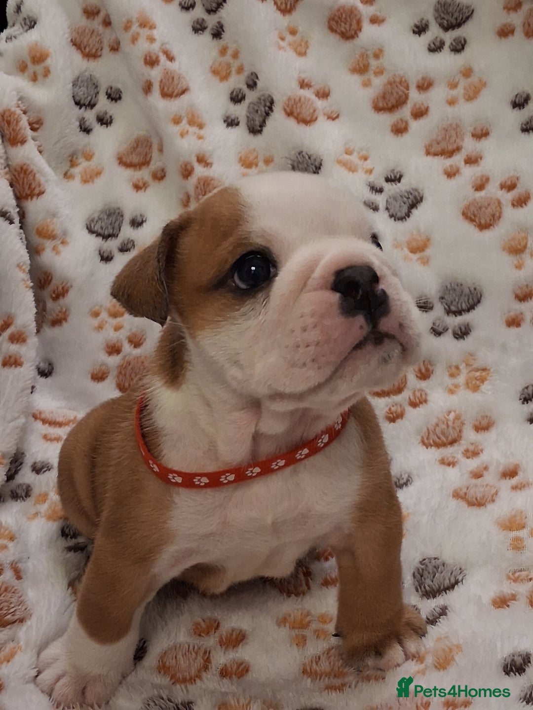 English Bulldog dogs for sale: Red and white british bulldog puppies - Image 2