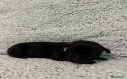 Bandog dogs for sale: 🐾 🌟 Premium multigen Bandogge Puppies🌟🐾 - Image 20