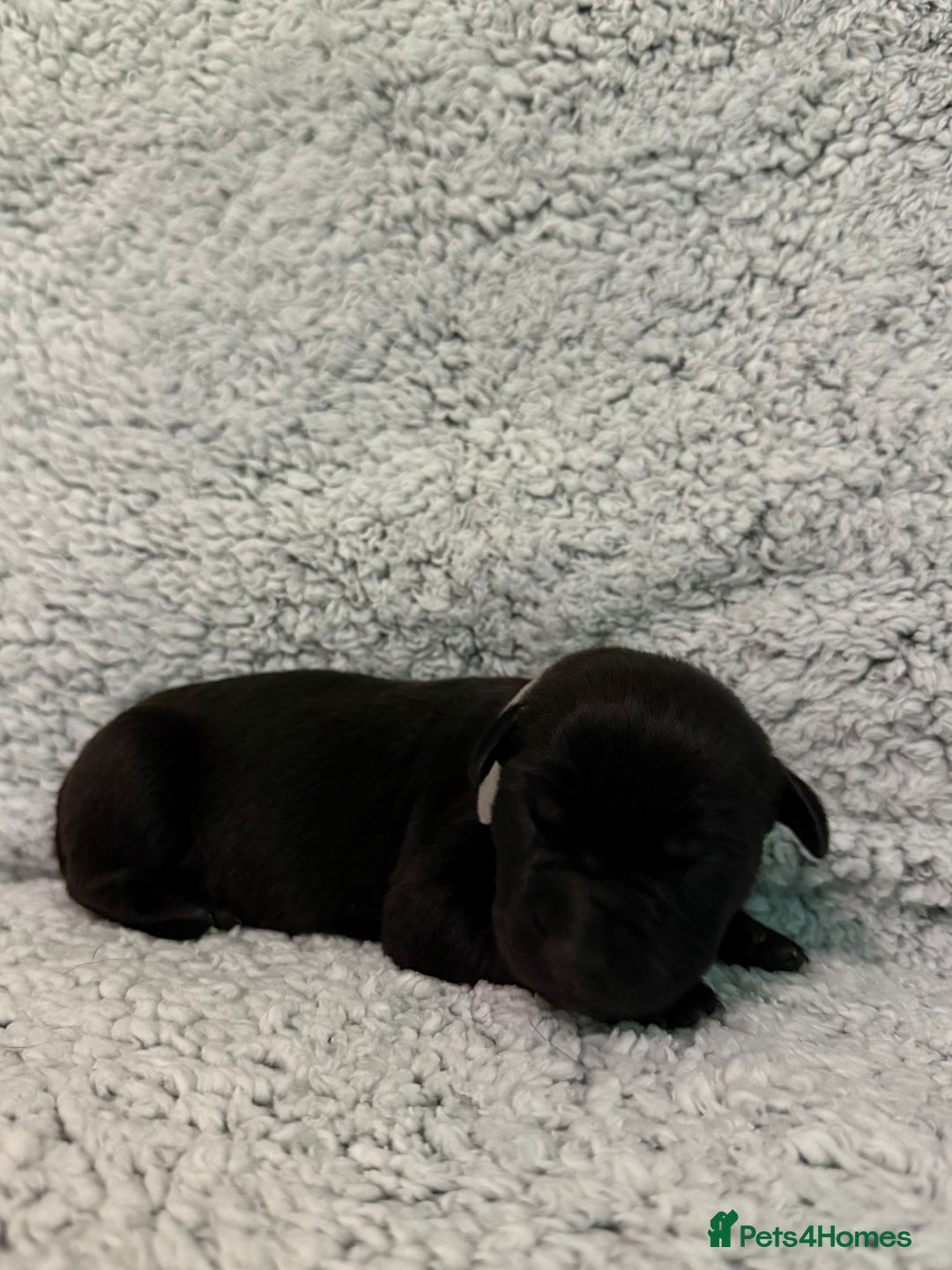 Bandog dogs for sale: 🐾 🌟 Premium multigen Bandogge Puppies🌟🐾 - Image 20