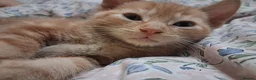 Mixed Breed cats for sale: Beautiful Kittens Mixed breed - Advert 3